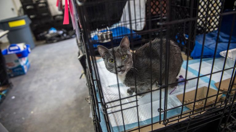 More than 400 cats   are being quarantined at a Long Island City warehouse after being exposed to an unusual avian flu virus.  This cat was in the home-like setup on Jan. 11, 2017.  