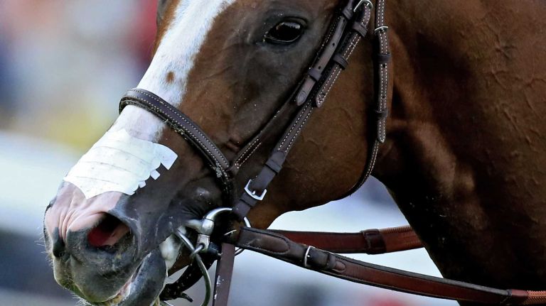 California Chrome is seen with a nasal breathing strip after winning the 139th running of the Preakness Stakes at Pimlico Race Course on May 17, 2014 in Baltimore, Maryland.