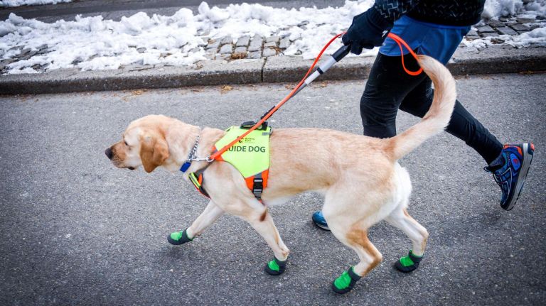 Waffle, Westley's sister, will also help guide Panek through the race.