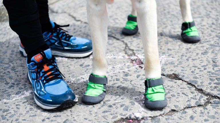 The dogs will wear special booties to protect their paws.