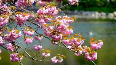 Thousands attended the Sukura Matsura Cherry Blossom festival at the Brooklyn Botanic Garden on Saturday.