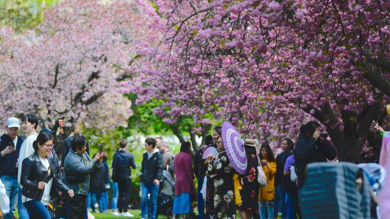 Thousands attended the Sukura Matsura Cherry Blossom festival at the Brooklyn Botanic Garden on Saturday. Crowds enjoy the beautiful blossoms.