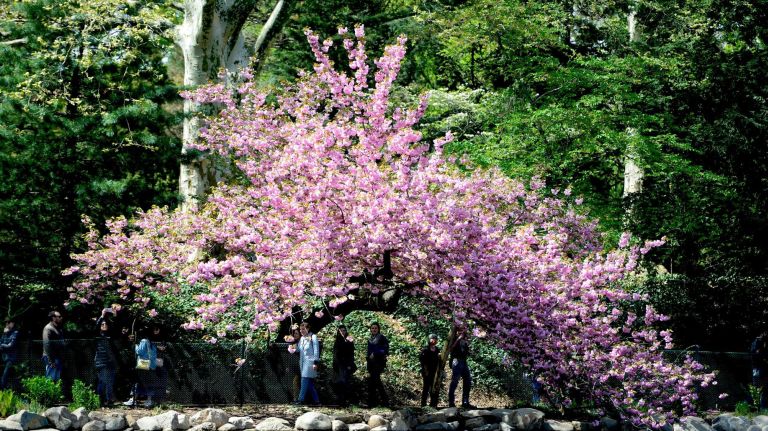 Thousands attended the Sukura Matsura Cherry Blossom festival at the Brooklyn Botanic Garden on Saturday. Crowds enjoy the beautiful blossoms.
