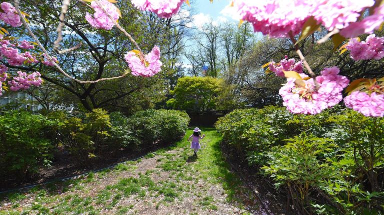 Emma Li, 4, of Manhattan, enjoys the pink blossoms that match her pink outfit and it made her happy.