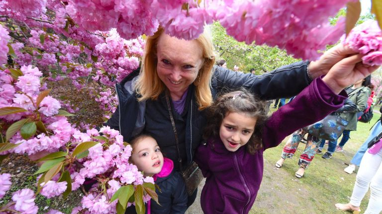 Thousands attended the Sukura Matsura Cherry Blossom festival at the Brooklyn Botanic Garden on Saturday. Doris Itzkowitz with grandchildren Zoey, 7, and Lily, 5, love the blossoms.