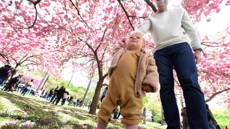 Thousands attended the Sukura Matsura Cherry Blossom festival at the Brooklyn Botanic Garden on Saturday. Nora Worthington, 13 months, gets her first real view of the cherry blossoms with dad Scott of Park Slope.