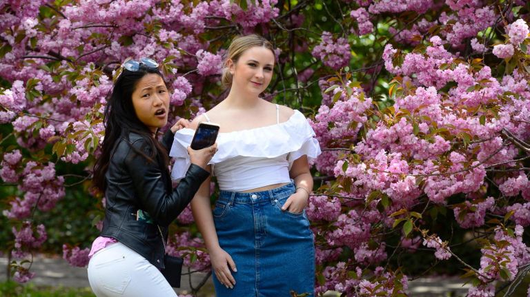 Thousands attended the Sukura Matsura Cherry Blossom festival at the Brooklyn Botanic Garden on Saturday. Stephanie Inumerable with Amy Cee of Park Slope, enjoy the new blossoms.