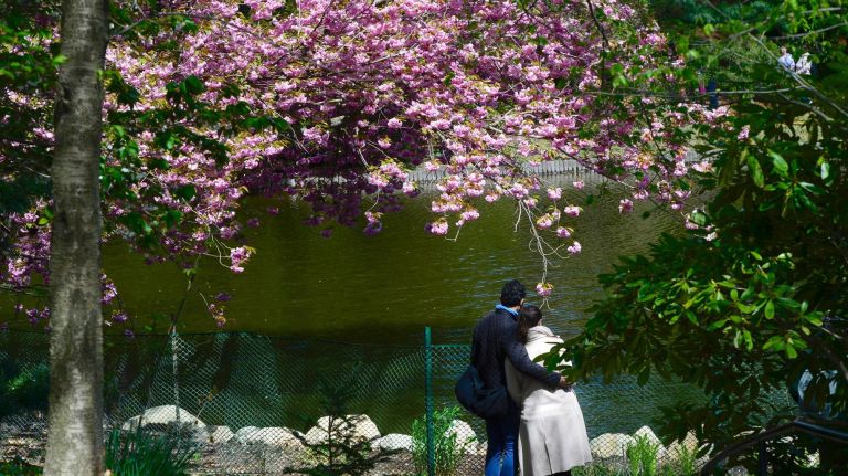 Thousands attended the Sukura Matsura Cherry Blossom festival at the Brooklyn Botanic Garden on Saturday. Lovebirds find a great spot to admire the blossoms.