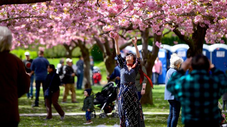 Thousands attended the Sukura Matsura Cherry Blossom festival at the Brooklyn Botanic Garden on Saturday. Crowds enjoy the beautiful blossoms.