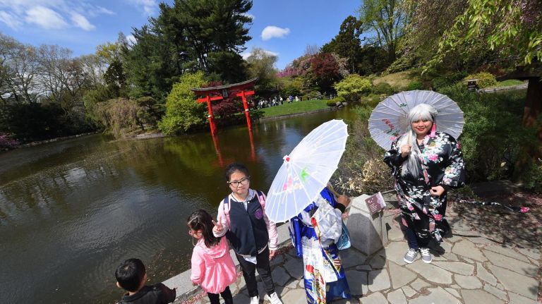 Thousands attended the Sukura Matsura Cherry Blossom festival at the Brooklyn Botanic Garden on Saturday. Crowds enjoy the beautiful blossoms.