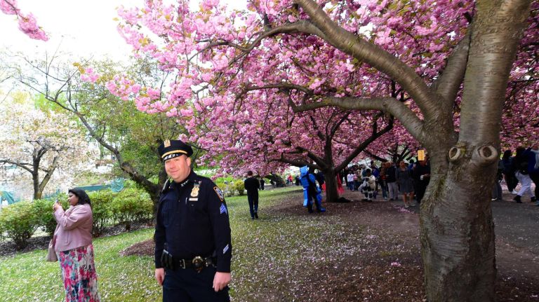 Thousands attended the Sukura Matsura Cherry Blossom festival at the Brooklyn Botanic Garden on Saturday. New York&Otilde;s finest smiles in pink.