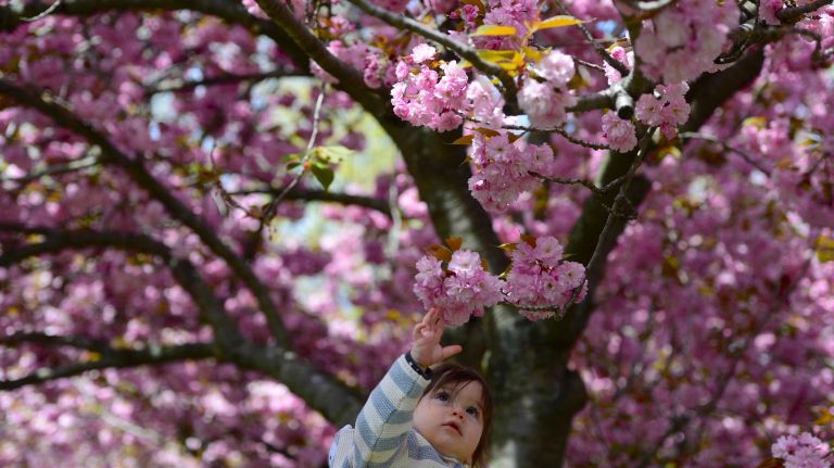 Thousands attended the Sukura Matsura Cherry Blossom festival at the Brooklyn Botanic Garden on Saturday. Lorenzo Allen 11 months, is lifted to new heights by dad&Otilde;s friend Rob Dabbane.