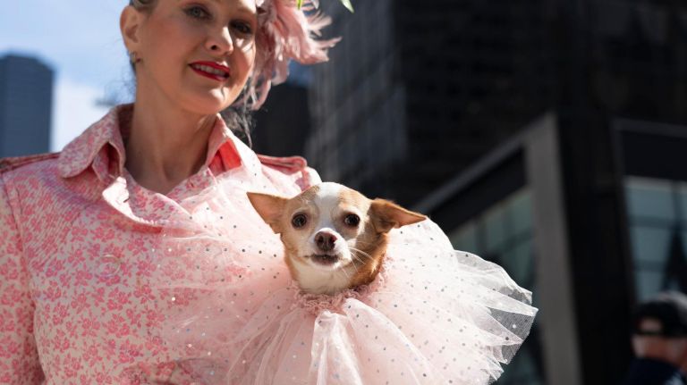 Easter parade in NYC: Pictures of the 2019 celebration in midtown 32 "Madam Easter" and Yogi, a Chihuahua, pose at the Easter parade and bonnet festival.
