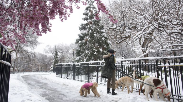 A dog walker walks past a blooming tree during a spring snow storm in Tompkins Square Park in the Lower East Side of Manhattan on April 2, 2018.