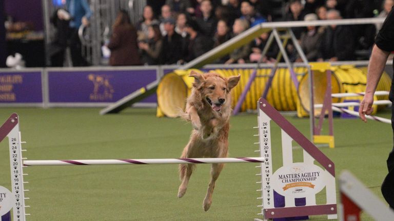 Pitt competes on the agility course on Saturday at Piers 92 & 94.