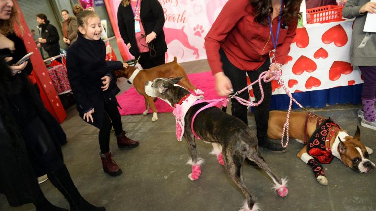 Storm, an 11-year-old Boxer from New Jersey, left, and Venger, right, a 6-year-old Boxer, meet fans.