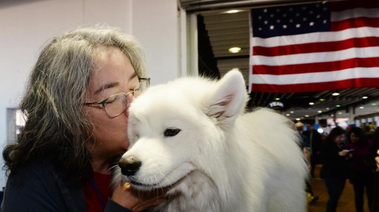 Breeze, a 3-year-old Samoyed from Connecticut, is not competing this week but just won champion in January&nbsp;at a dog show in Massachusetts, according to&nbsp;owner Saskia Zezima.