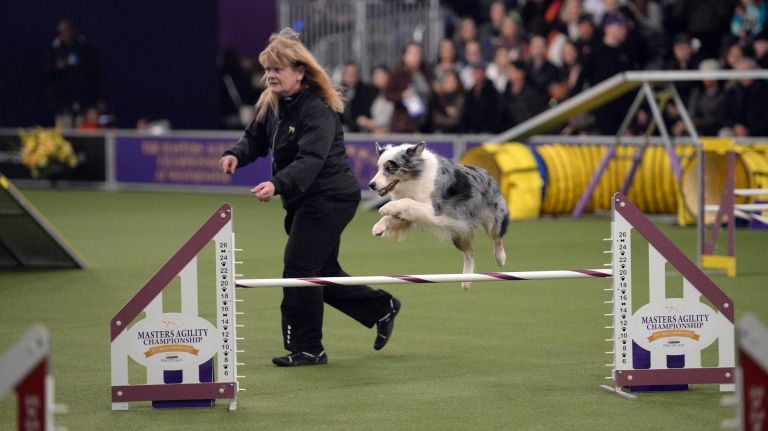 Nemesis competes on the agility course on Saturday at Piers 92 & 94.
