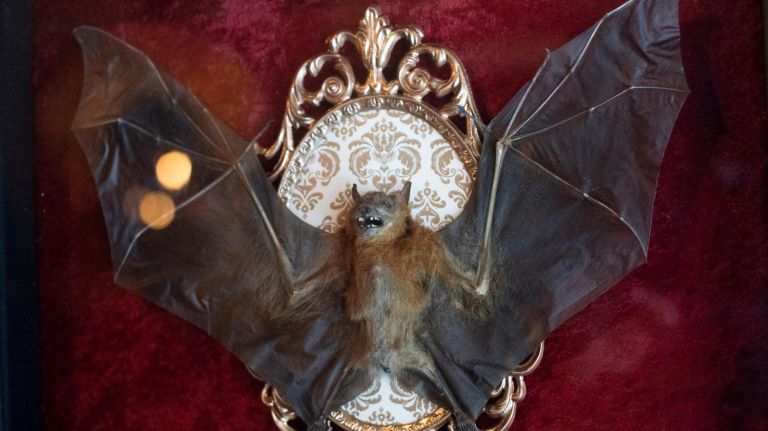 Among the oddities lives a frightening bat, which proprietor Zach Neil was taking name ideas for.