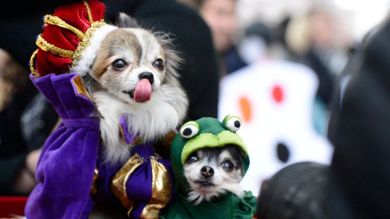 Costumed canines return for Tompkins Square Halloween Dog Parade 9 Dogs from across the city, including The Prince and the Frog, Cora and Tansy, packed the Corlears Hook Park amphitheater for this year Tompkins Square Halloween Dog Parade.
