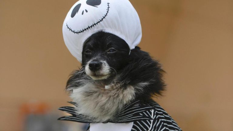 Costumed canines return for Tompkins Square Halloween Dog Parade 12 Dogs from across the city packed the Corlears Hook Park amphitheater for this year Tompkins Square Halloween Dog Parade October 27, 2018. Oreo the Pomeranian, 9, from Bayside, Queens, is very much the poser for a crowd.