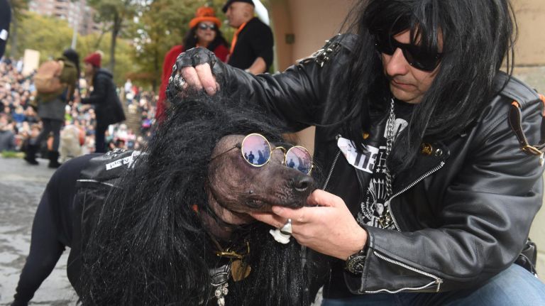 Costumed canines return for Tompkins Square Halloween Dog Parade 13 Dogs from across the city packed the Corlears Hook Park amphitheater for this year Tompkins Square Halloween Dog Parade October 27, 2018. Xolo, a Mexican hairless, 7, Is a natural on stage, with his owner Arturo Rosales, of Brooklyn Heights.
