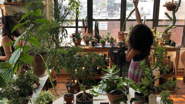 Exhibit A for unusual locales. Tula Plants & Design at 174 Bogart St., #304, is gracious enough to place a folding sign on the sidewalk, but you'll need to enter a nondescript door, climb two flights of stairs then make your way down a hallway of studios to find it. Once you arrive, you'll step into an oasis of palms, succulents, vines, trees and everything in between. The friendly staff is happy to answer any questions you have about what you see, as well as offer advice for caring for plants you already have at home. The green goods start as low as $35 and range into the hundreds for standing flora. 