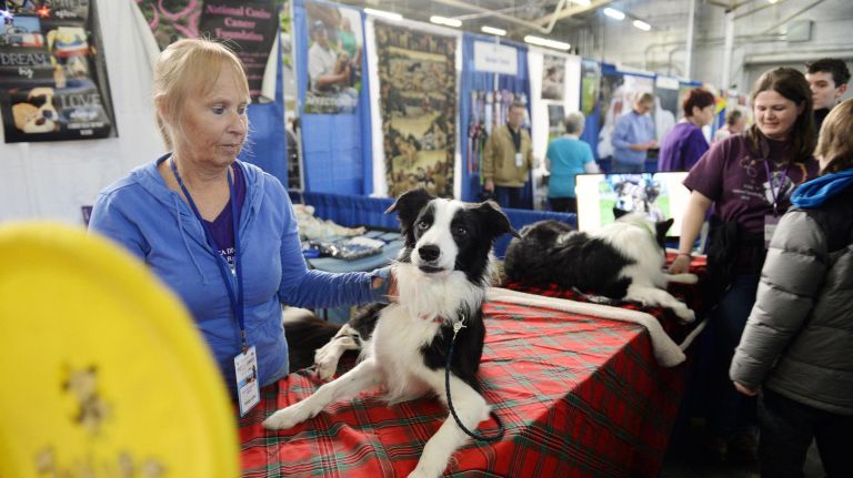 Quinn, an 8-year-old Border Collie from Florida, competed in agility&nbsp;with handler Kathy Kealey.