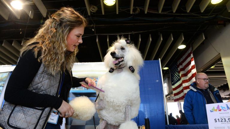 Amber, a 2-year-old standard poodle from Philadelphia, competes on Monday in junior handling, owner Sarah Rivkin said. On Saturday, she was getting primped.