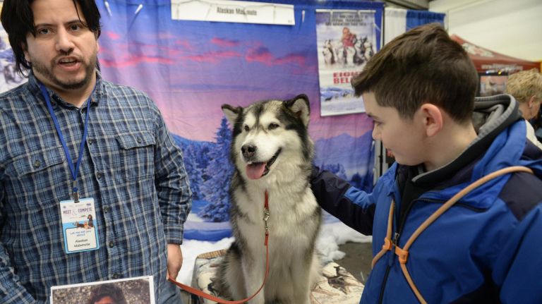 Kendra, a 9-year-old Alaskan Malamute from New Jersey, is an ex-show dog that won bronze champion, owner Klynn Hisatake said.