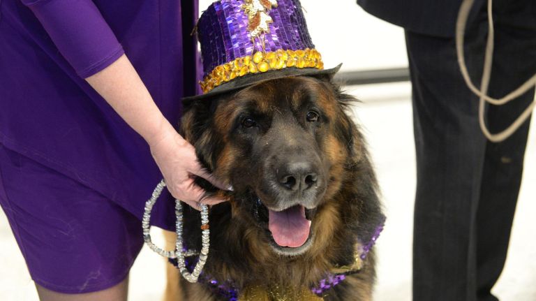 A dog named "Hollywood" with his handler Morgan Avila at the opening of the AKC Museum of the Dog.