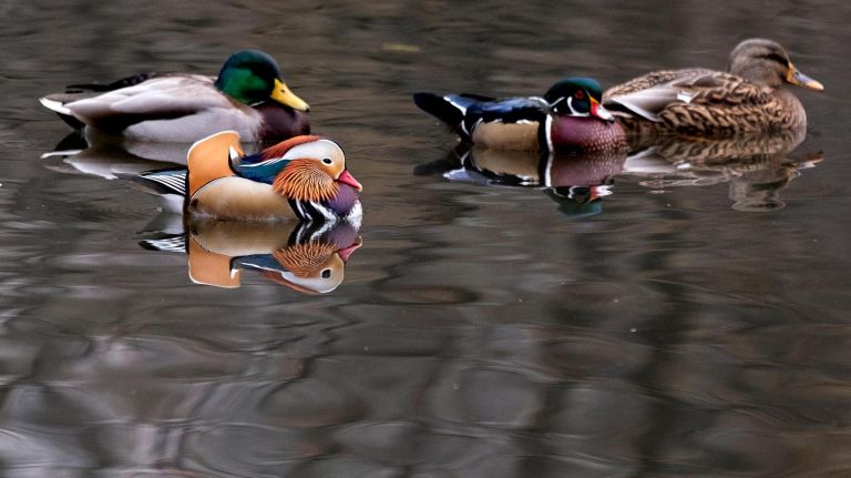 Best of 2018: Top New York City photos of the year 49 A recent arrival of a Mandarin Duck that has become somewhat of a star for the past few weeks swims in Central Park's The Pond Friday, Nov. 30, 2018. The duck, a native of Asia, showed up a few weeks ago, and is often seen swimming with Mallards, Wood Ducks and other species in the waters of the park.