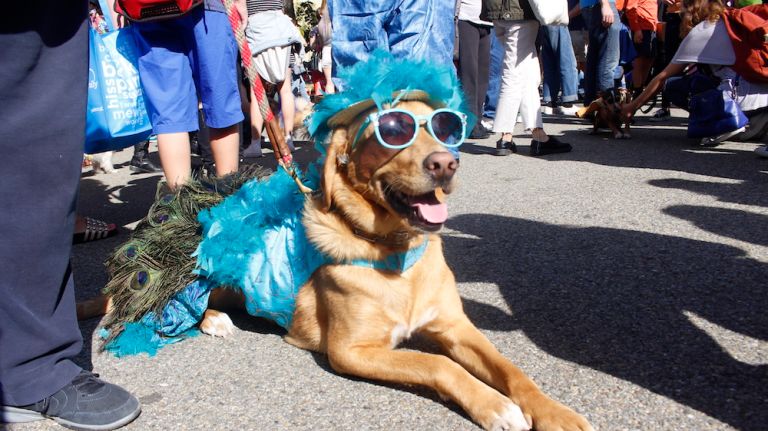 Lily, a 3-year-old golden retriever mix, stood out as a stylish peacock.