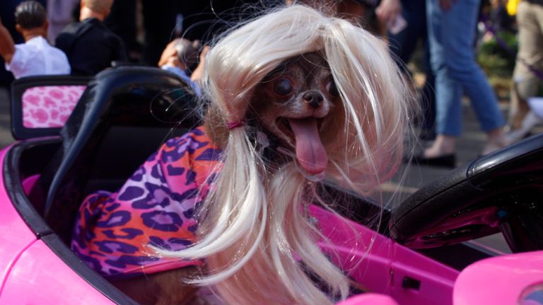 The rumors are true: The Kardashian clan has expanded. Chloe Kardoggian, a 13-year-old Chihuahua, dressed up as a 