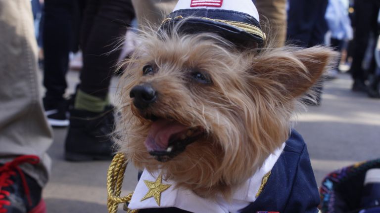 Sailor Roxie, reports for duty. The 11-year-old Yorkshire terrier had her eyes set on the prize. 