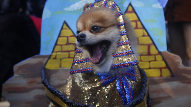 This 4-year-old Pomeranian named King Tut came in third place in the first round of judging. 