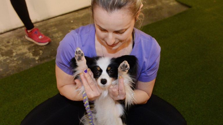 Skyler, a 2-year-old Papillon from New York, stretches with Andrea Samuels before competing on the agility course.