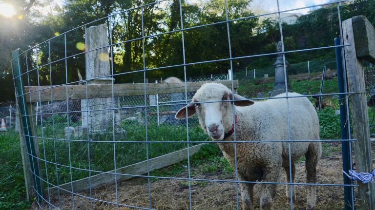 Jersey City: What to do in the neighboring big town 31 Yes, there are goats (not ghosts) and sheep, pictured, at Harsimus, and you can visit them if you're willing to trot through some tall grass and past crooked tombstones. The goats, which are in the far right corner of the cemetery, are curious and will greet you at the fence.