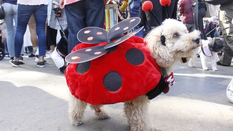 Edgar, 9, kept it classic as a ladybug.