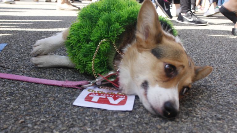 Cha, cha, cha, Chia! Duchess, a 2-year-old corgi, is the cutest As Seen on TV invention to date.