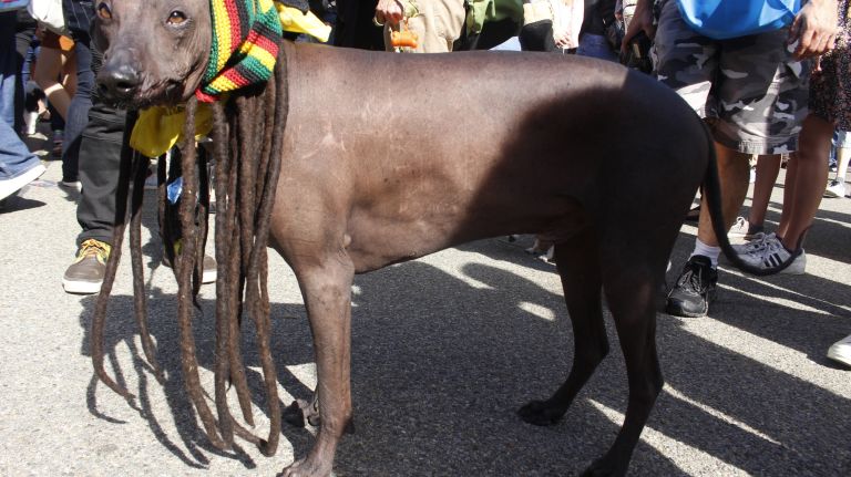 Xolo, a 6-year-old Xoloitzcuintli, channeled Bob Marley.