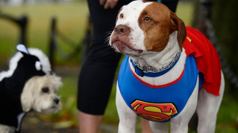 Costumed canines return for Tompkins Square Halloween Dog Parade 8 Dogs from across the city packed the Corlears Hook Park amphitheater for this year Tompkins Square Halloween Dog Parade October 27, 2018. Superdog Cooper, 2, a pit mix, is ready to save the day.