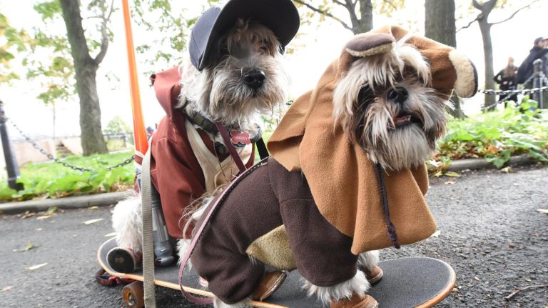 Costumed canines return for Tompkins Square Halloween Dog Parade 10 Dogs from across the city packed the Corlears Hook Park amphitheater for this year Tompkins Square Halloween Dog Parade October 27, 2018. Shaggy, 12, a maltipooh, and Dotti, 3, a shitzu, are real good skates.