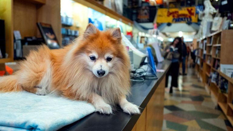 Chester, a 10-year-old German Spitz, is a customer favorite.