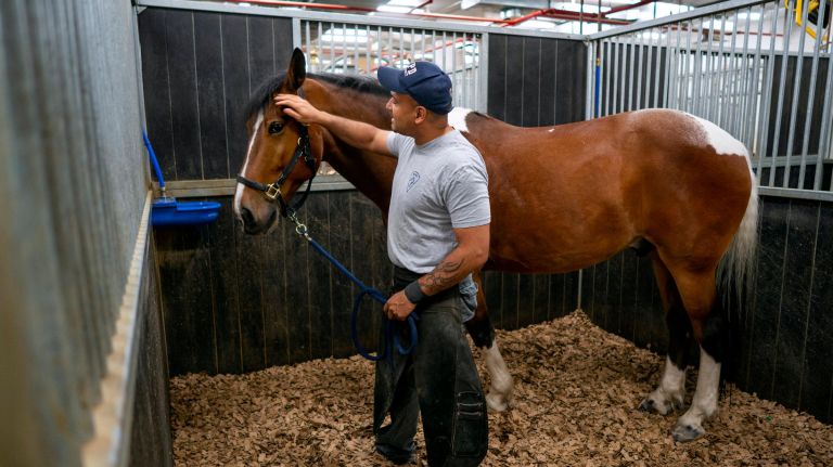 Martinez calmly strokes NYPD police horse Centennial as he takes the horse from its stall for a horse shoe fitting and replacement.
