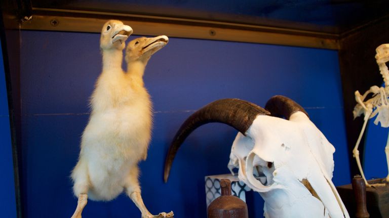 ...sits a taxidermied polycephalic (i.e. two-headed and extremely creepy) duckling and a goat skull.
