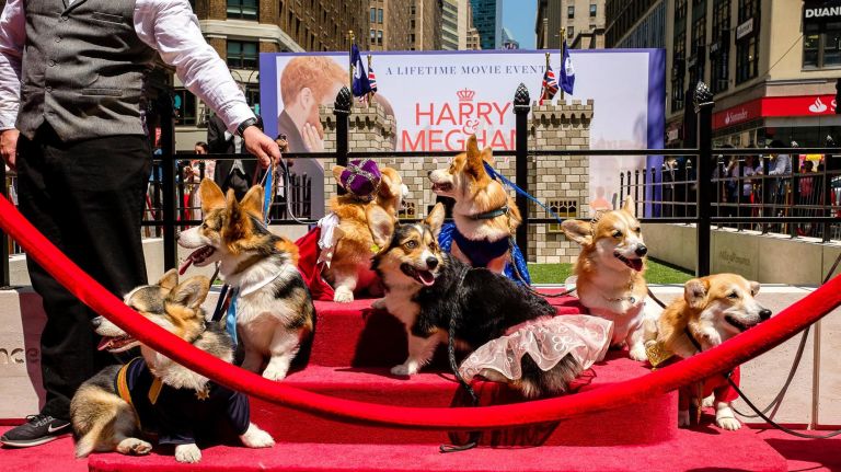 Corgis pose for a family photo in Herald Square.