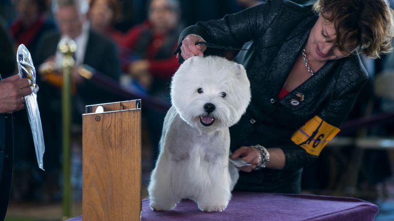 Westminster Kennel Club Dog Show brings top canines to NYC 96 Co-owner/handler Vanessa Skou gets Rondo, No. 1 West Highland white terrier in the country, ready for a photograph at the 141st annual Westminster Kennel Club dog show in Manhattan Tuesday, Feb. 14, 2017.