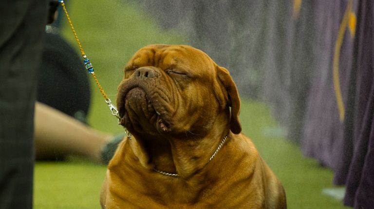 Westminster Kennel Club Dog Show brings top canines to NYC 97 A Dogue de Bordeaux is sprayed with a light mist during the working group competition at the 141st annual Westminster Kennel Club dog show at Madison Square Garden in Manhattan Tuesday, Feb. 14, 2017.