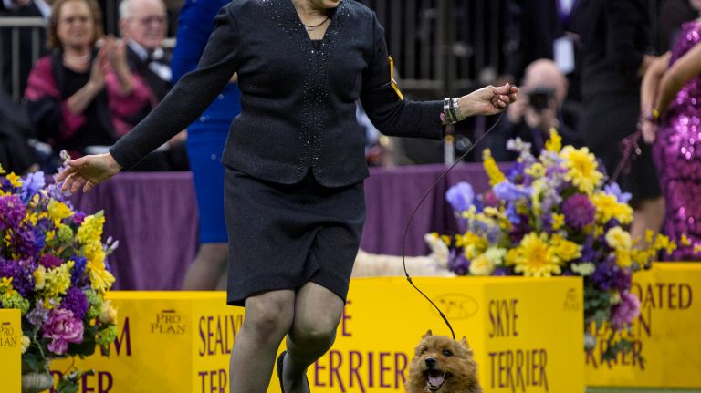 Westminster Kennel Club Dog Show brings top canines to NYC 102 A Norwich terrier wins the terrier group at the 141st annual Westminster Kennel Club dog show at Madison Square Garden in Manhattan Tuesday, Feb. 14, 2017.